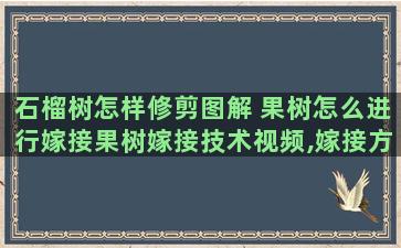 石榴树怎样修剪图解 果树怎么进行嫁接果树嫁接技术视频,嫁接方法图解